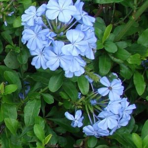 Exotic Plumbago