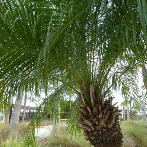 Pygmy Date Palm