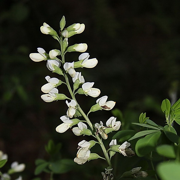 White Wild Indigo (False Indigo) 