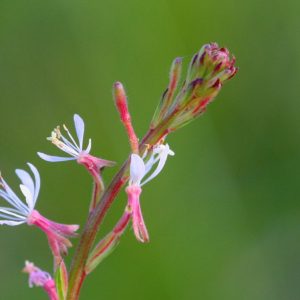 Southern Beeblossom (Guara)