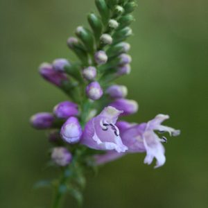 Obedient Plant