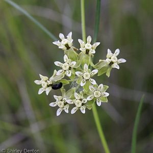 Whorled Milkweed