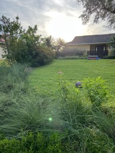 Muhly Grass, Muhlenbergia capillaris