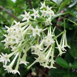 Night Blooming Jasmine
