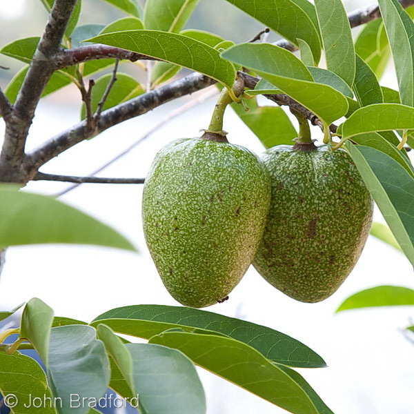 Pond Apple