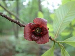 Small Flower Pawpaw (Smallflower)
