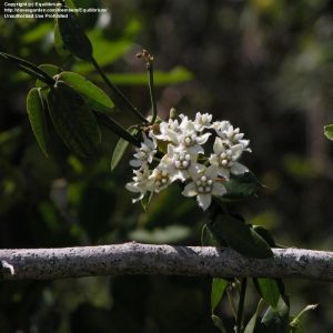 White Twinevine/ Milkvine