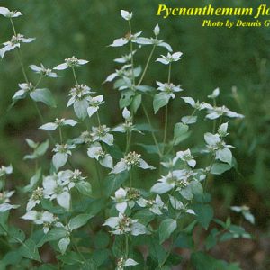 Mountain Mint