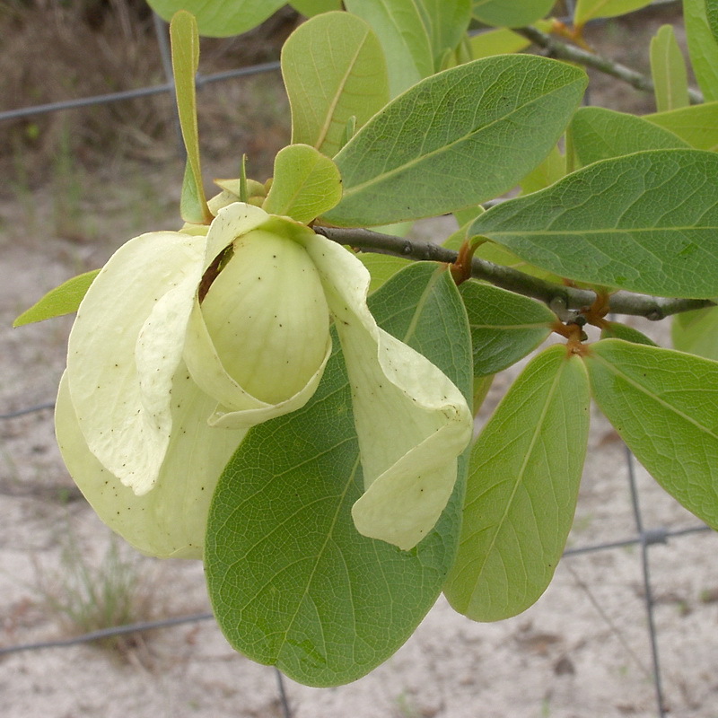 Scrub Pawpaw (Flag pawpaw)