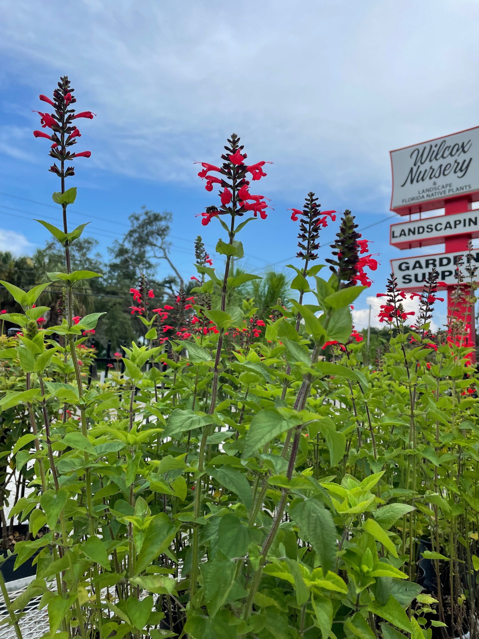 Tropical Sage, Salvia coccinea - Florida Native Nursery and 