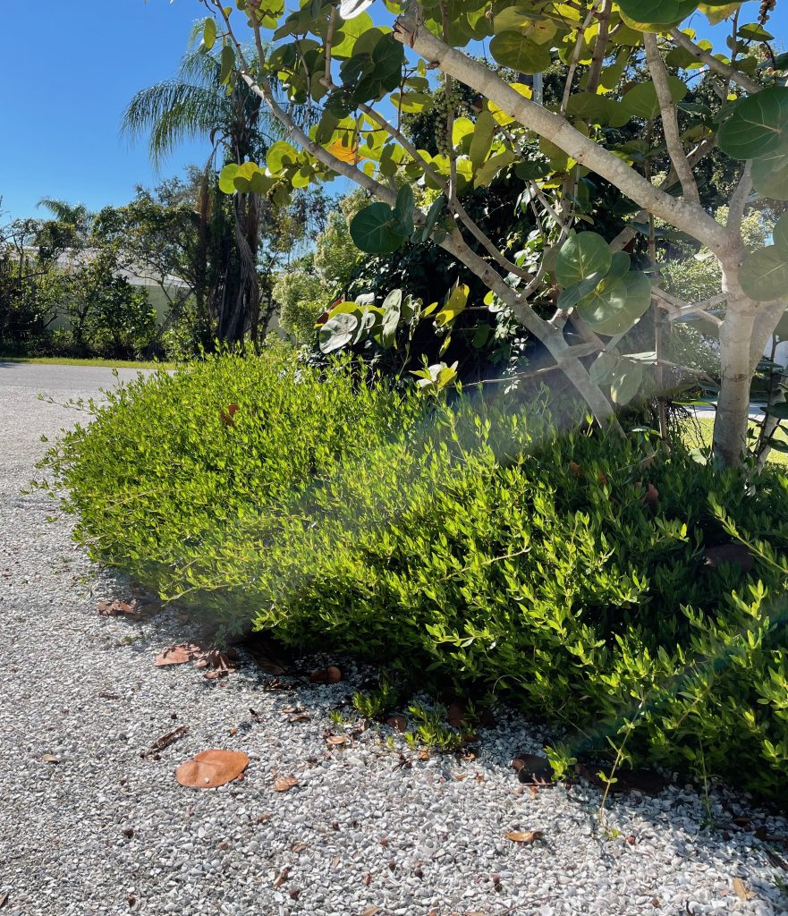 Beach Creeper