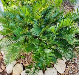 Coontie, Zamia integrifolia