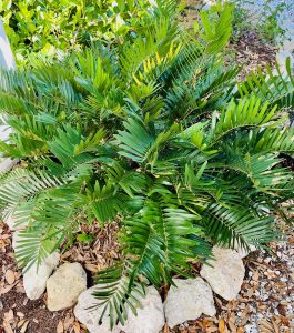 Coontie, Zamia integrifolia