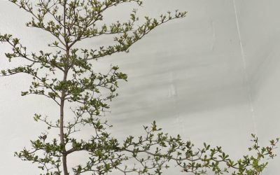 Spiny Black Olive, Terminalia molinettii