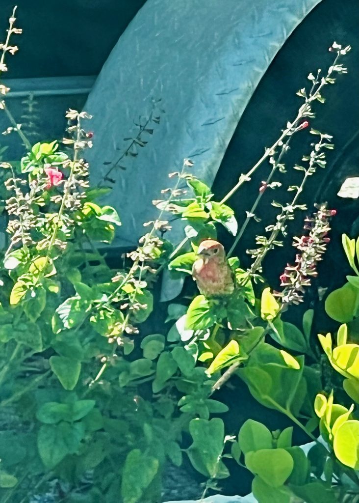 Bird on Tropical Sage