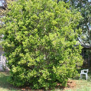 Myrtle-of-the-River (Myrtle of the River)