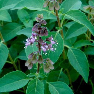 Florida Basil