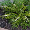 White Beautyberry