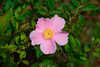 Swamp Rose
