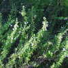 Etonia Mint