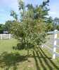 Carolina Buckthorn