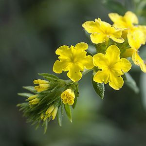 Yellow Pineland Heliotrope