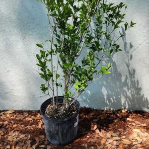 Florida Boxwood