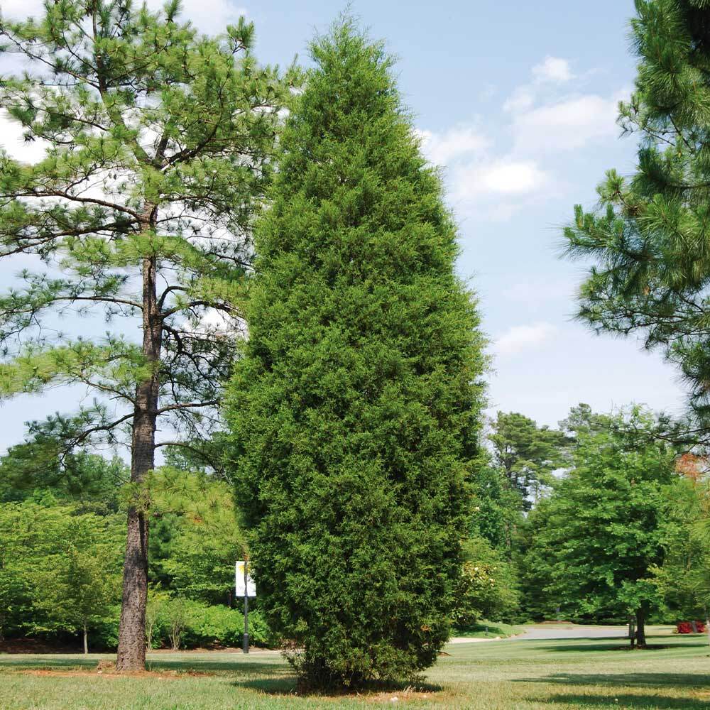 Brodie Juniper Eastern Red Cedar
