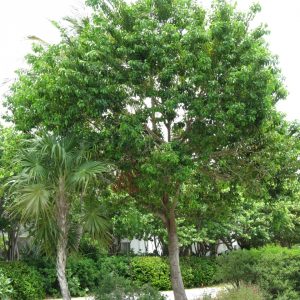 False Mastic