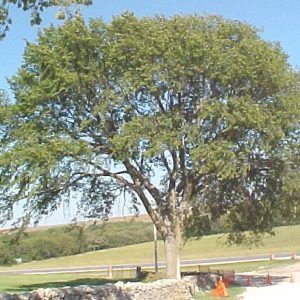 American Elm / Florida Elm