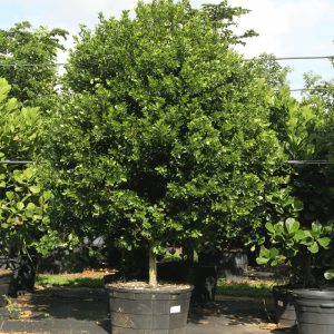Crabwood