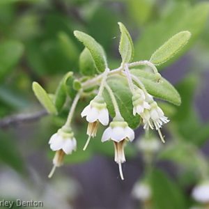 Deerberry