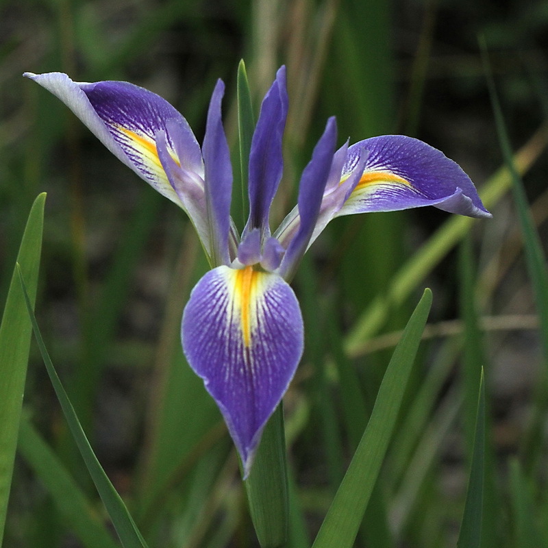 Prairie Iris
