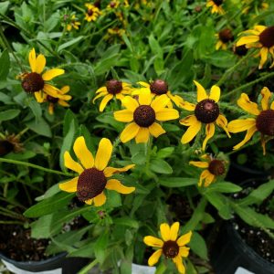 Black Eyed Susan (Black-eyed)