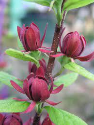 Sweetshrub