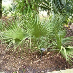 Scrub Palmetto (Sabal etonia)