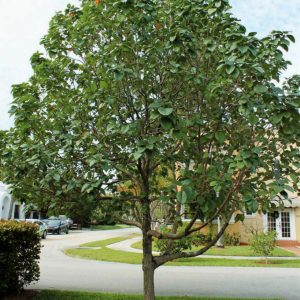 Geiger Tree