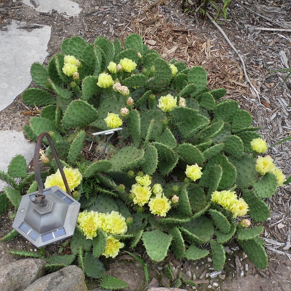 Eastern Prickly Pear (humifusa)