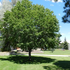 Black Cherry (serotina)