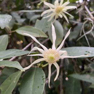 White Anise