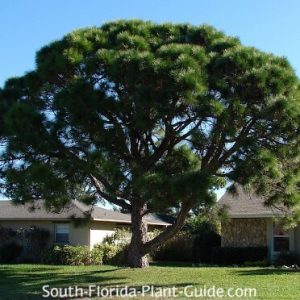Densa South Florida Slash Pine