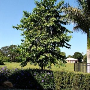 Ylang-Ylang