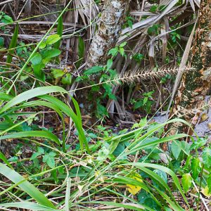 Coral Bristlegrass