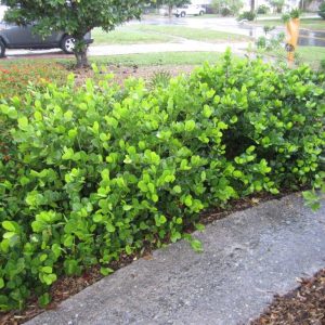 Horizontal Cocoplum