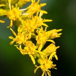 Chapman's Goldenrod