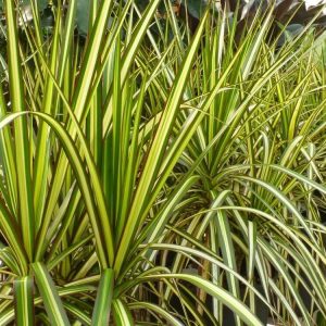 Dracaena