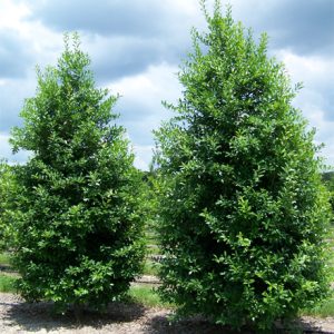 Eagleston Holly