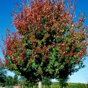 Florida Flame Red Maple