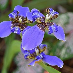 Giant Apostle Iris