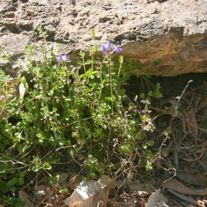 Havana Skullcap